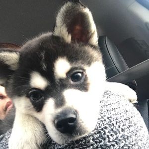 Meet your Posher, Patricia